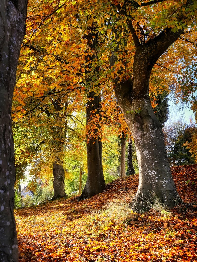 Enchanted Forest